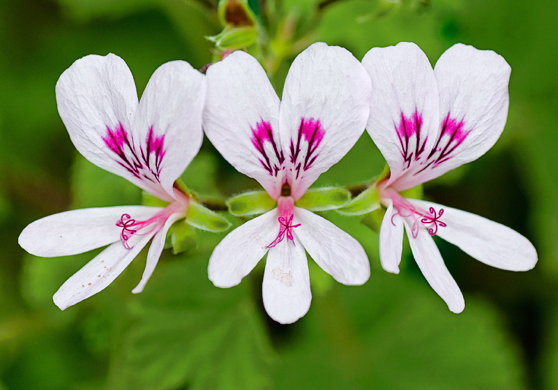 08.06. blume-D35_4043-als-Smart-Objekt-1.jpg